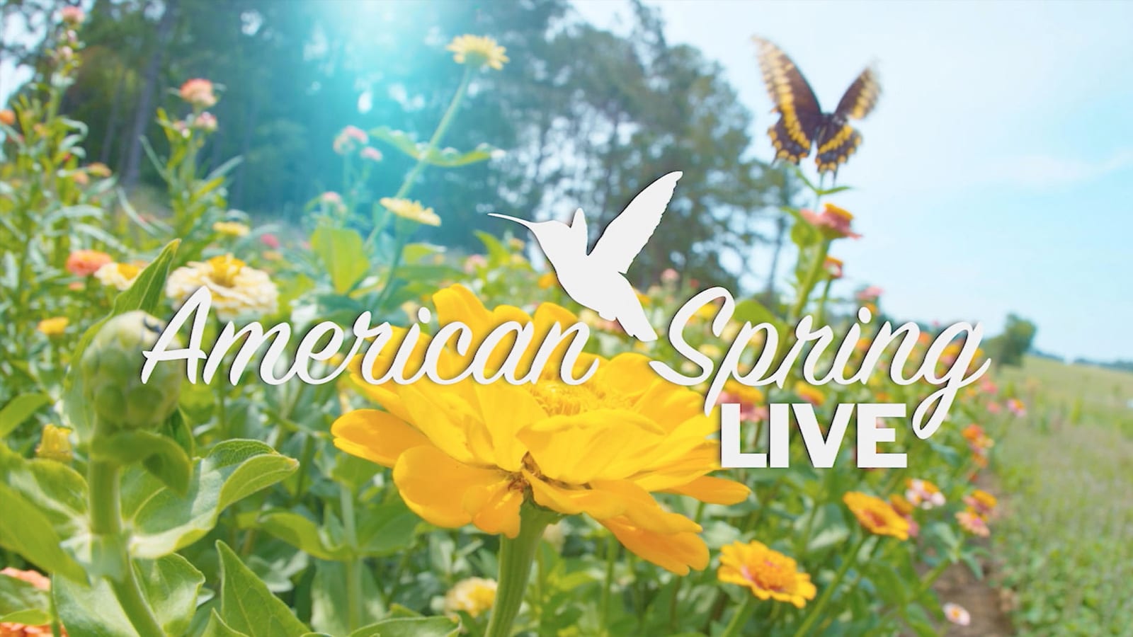 Still from American Spring Live