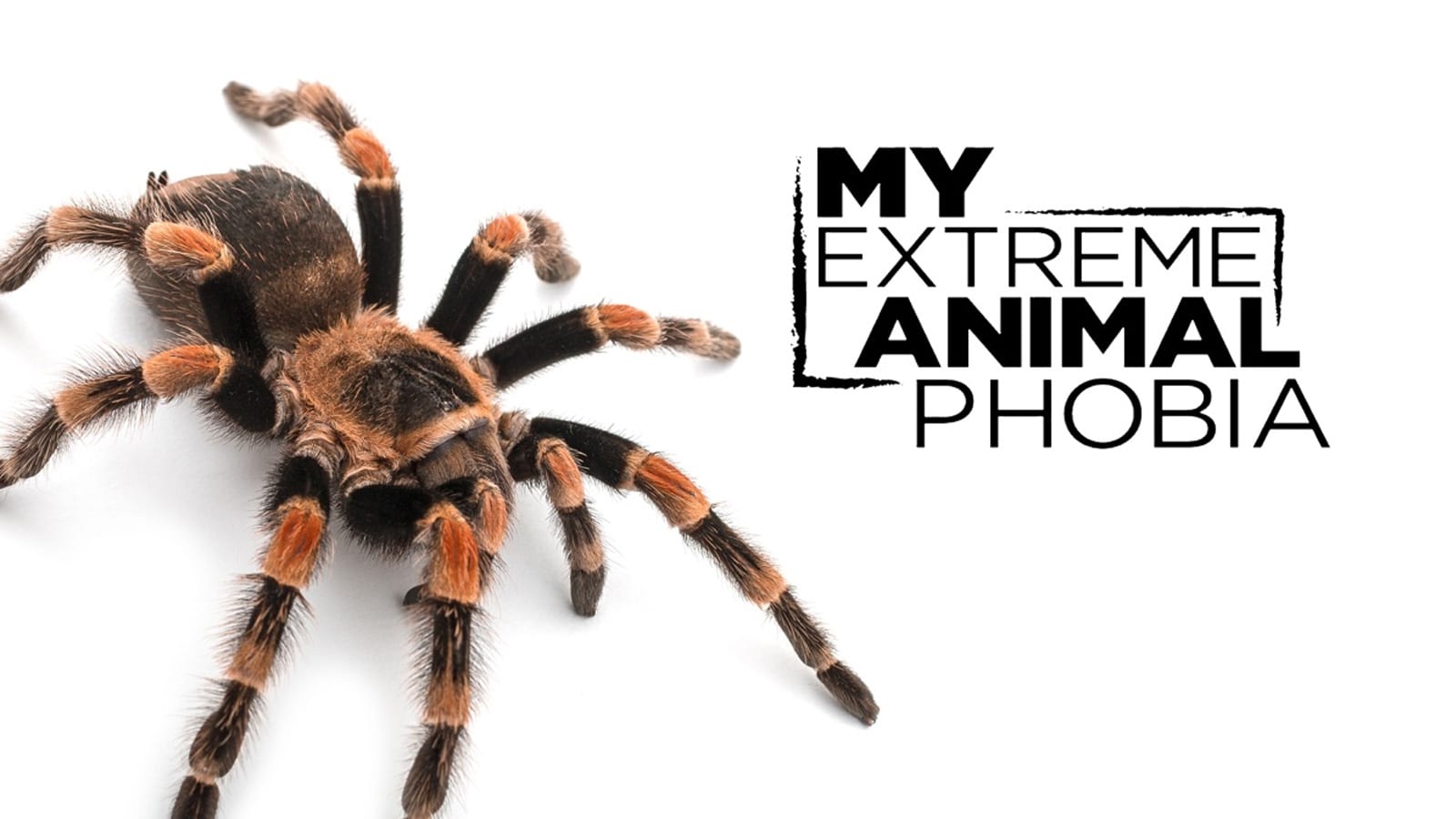 Still from My Extreme Animal Phobia
